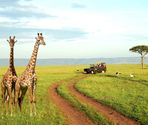 African Safari, South Africa