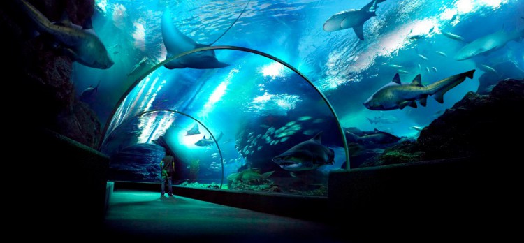The most beautiful aquariums around the world, by The b, The b