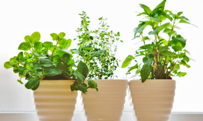Air-filtering plants
