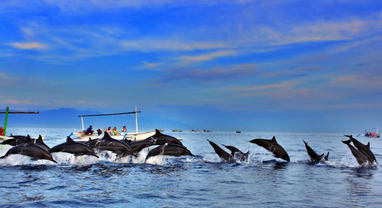 Dolphins at Lovina Beach, Bali